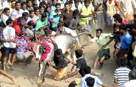 Jallikattu